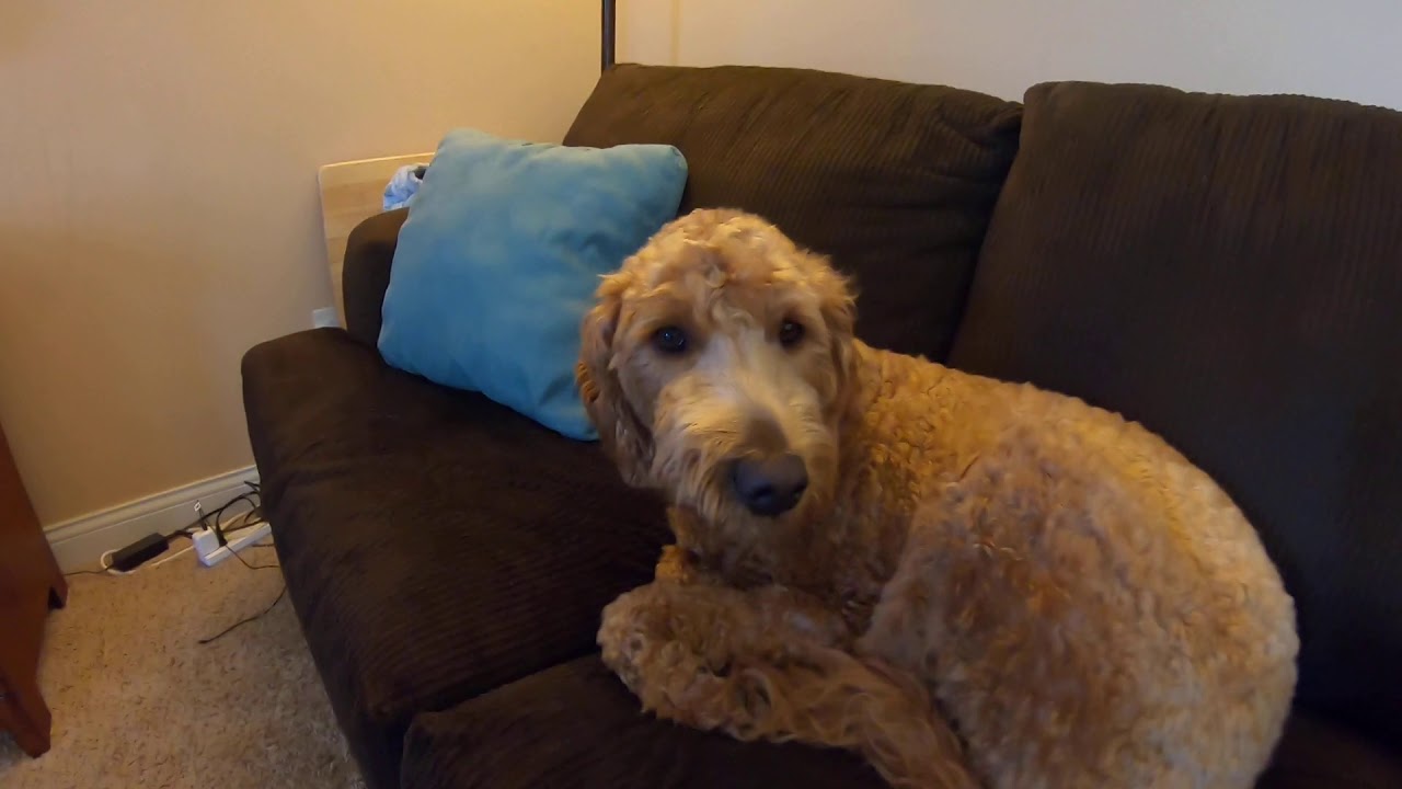 A curly-haired dog beside a blue cushion on a sofa